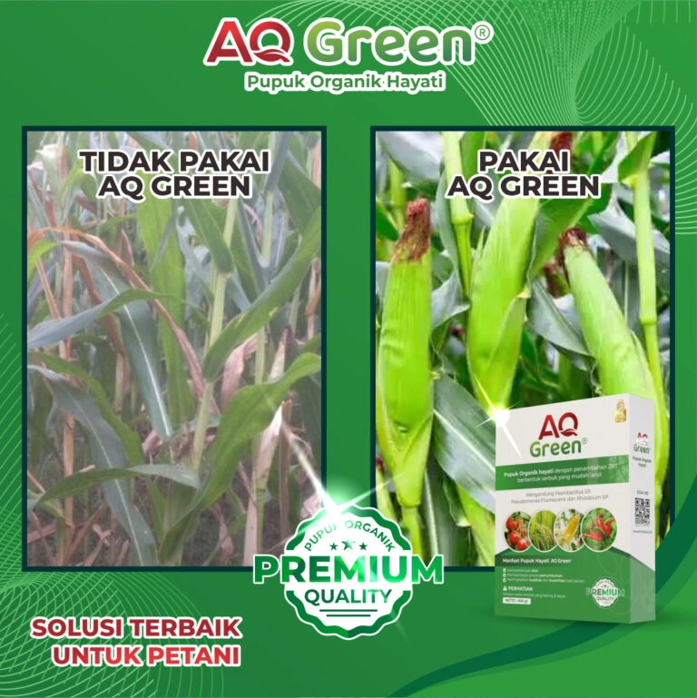 a corn plant with a box of seeds