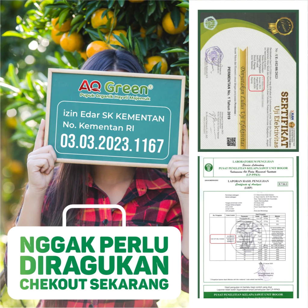 Pupuk Organik Hayati AQ Green Penyubur Tanah AQ Green pupuk organik hayati serbuk larut air, pupuk aq green gold, pupuk padi, pupuk sawit, pupuk organik, pupuk karet, pupuk jagung, pupuk cair, pupuk pertanian, pupuk tanaman, pupuk berkualitas, toko pupuk pertanian terpercaya, distributor pupuk organik, pupuk untuk panen maksimal, beli pupuk online murah, pupuk alami untuk tanaman sayur, rekomendasi pupuk untuk cabe, pupuk cair organik, pupuk terbaik untuk tanaman hias, pupuk untuk tanaman buah, manfaat pupuk organik untuk tanaman, pupuk kompos, pupuk yang cocok untuk tanah asam, waktu terbaik untuk memberi pupuk, pupuk untuk panen maksimal, pupuk untuk cabe, pupuk terbaik untuk tanaman hias, pupuk untuk tanaman buah, manfaat pupuk organik untuk tanaman, pupuk untuk padi, pupuk padi terbaik, pupuk padi organik, pupuk padi kimia, jenis pupuk untuk tanaman padi, pupuk organik cair untuk padi, kombinasi pupuk padi yang bagukombinasi pupuk padi yang bagus, pupuk dasar untuk padi baru tanam, pupuk padi fase vegetatif dan generatif, paket pupuk lengkap untuk padi, meningkatkan hasil panen padi dengan pupuk, pupuk sawit, pupuk kelapa sawit, pupuk organik sawit, pupuk kimia untuk sawit,pupuk terbaik untuk kelapa sawit, jenis pupuk untuk tanaman sawit, cara pemupukan sawit yang benar, dosis pupuk sawit umur 1 tahun, jadwal pemupukan kelapa sawit, pupuk sawit untuk meningkatkan rendemen, pupuk daun untuk sawit, pupuk sawit tanpa subsidi, pemupukan sawit pada lahan gambut, rekomendasi pupuk sawit berbasis hasil panen, jual pupuk sawit NPK murah, distributor pupuk kelapa sawit, pupuk sawit harga terbaru 2025, pupuk sawit organik kemasan besar, beli pupuk sawit langsung dari pabrik, kapan waktu terbaik memupuk sawit?, pupuk apa yang cocok untuk sawit umur muda?, kenapa daun sawit menguning meski dipupuk?, bagaimana cara meningkatkan TBS dengan pupuk?, pupuk untuk sawit masa generatif, pupuk jagung, pupuk tanaman jagung, pupuk jagung terbaik, pupuk jagung organik, pupuk NPK jagung, jual pupuk jagung murah, harga pupuk jagung per sak, beli pupuk jagung organik, distributor pupuk jagung terpercaya, paket pupuk lengkap tanaman jagung, pupuk yang cocok untuk tanaman jagung, cara pemupukan jagung yang benar, jadwal pemupukan tanaman jagung, pupuk dasar untuk jagung, dosis pupuk urea untuk jagung per hektar, pupuk jagung umur 7 hari, pemupukan jagung sistem tumpangsari, pupuk jagung untuk hasil tinggi, perbedaan pupuk untuk jagung manis dan jagung hibrida, pupuk hayati untuk tanaman jagung, pupuk tanaman karet, pupuk karet, pupuk untuk pohon karet, pupuk karet terbaik, pupuk organik karet, jenis pupuk untuk tanaman karet, dosis pupuk untuk karet usia 1 tahun, jadwal pemupukan tanaman karet, pupuk NPK untuk tanaman karet, pemupukan karet agar produksi lateks meningkat, cara pemupukan karet yang benar, pupuk karet umur remaja, pupuk daun untuk tanaman karet, pupuk untuk karet belum disadap, pupuk hayati untuk tanaman karet, jual pupuk untuk tanaman karet, harga pupuk tanaman karet terbaru 2025, distributor pupuk untuk petani karet, bagaimana cara meningkatkan hasil sadap karet dengan pupuk?, pupuk apa yang cocok untuk karet di lahan masam?, kapan waktu terbaik pemupukan tanaman karet?, kenapa daun karet menguning meski sudah dipupuk?, perbedaan pupuk karet organik dan kimia